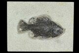 Fossil Fish (Cockerellites) - Green River Formation #129699-1